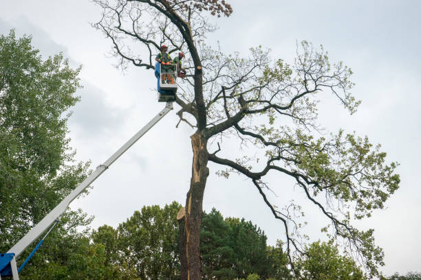 Best Local Tree Services  in Silver Summit, UT